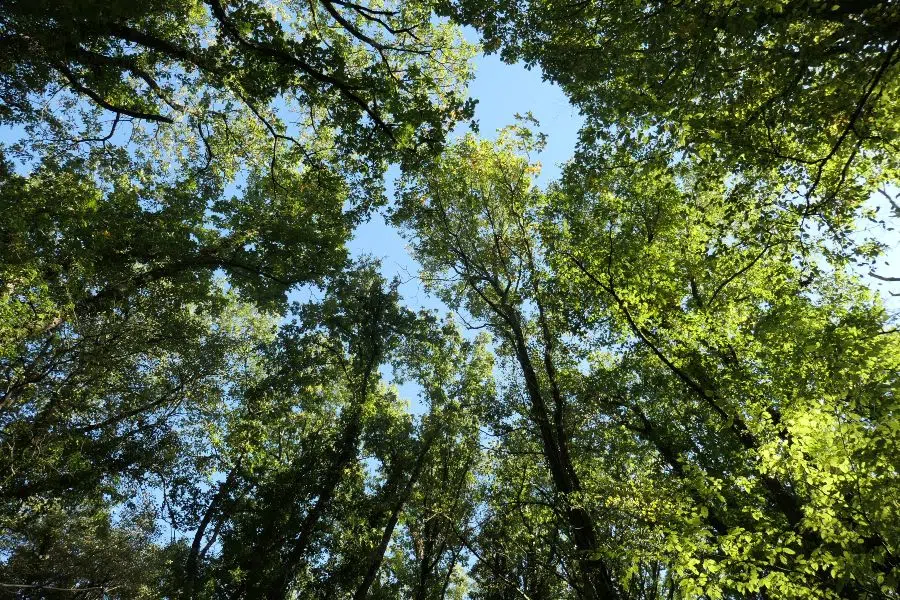 fonds de dotation pour soutenir leurs forêts climat