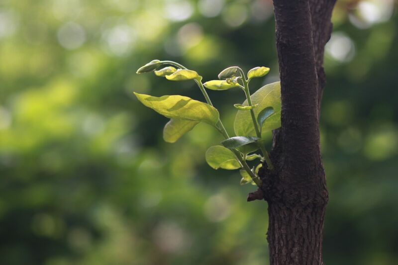 fonds de dotation pour gérer leurs forêts climat