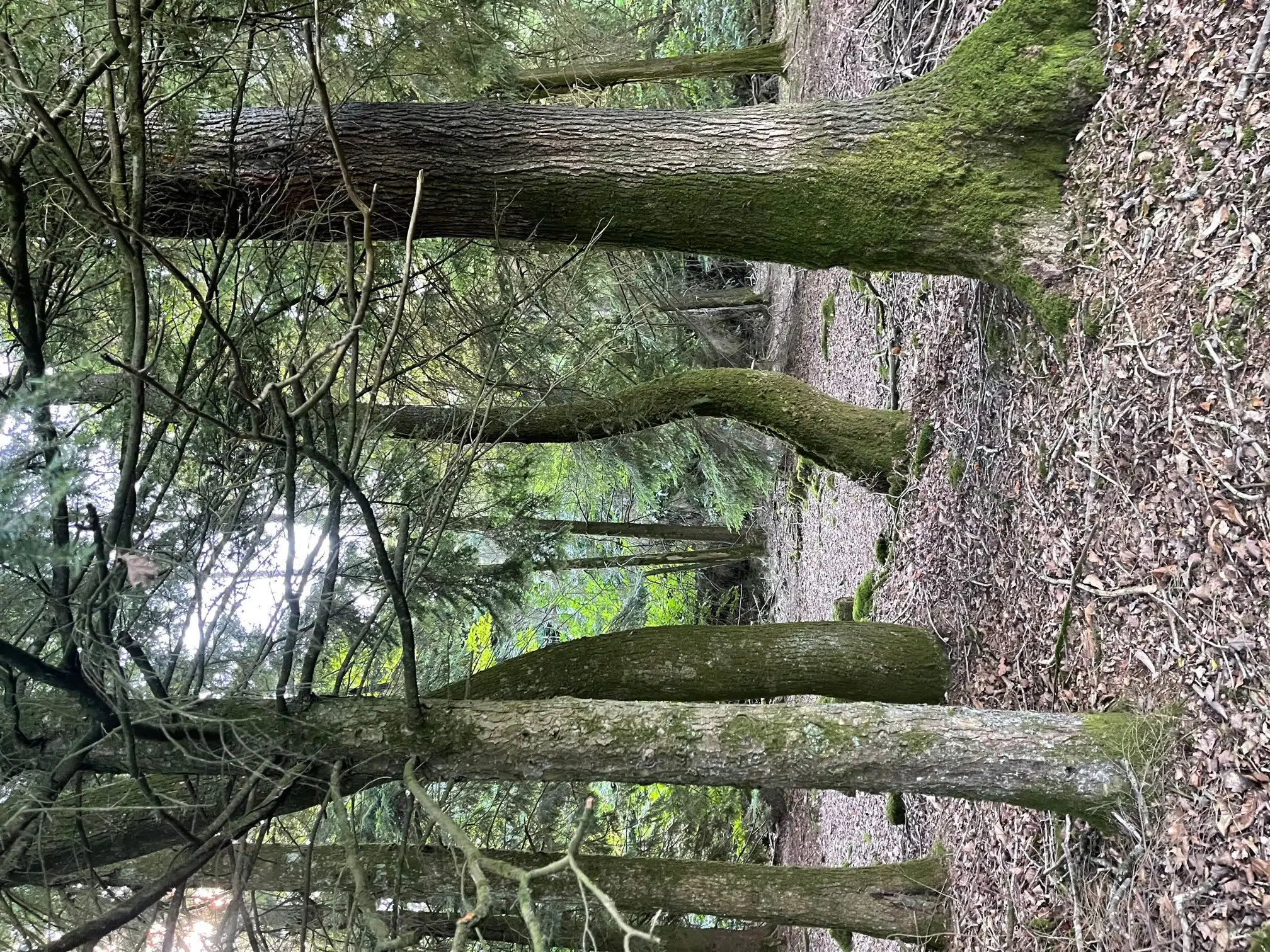 forêt climat de pontivy