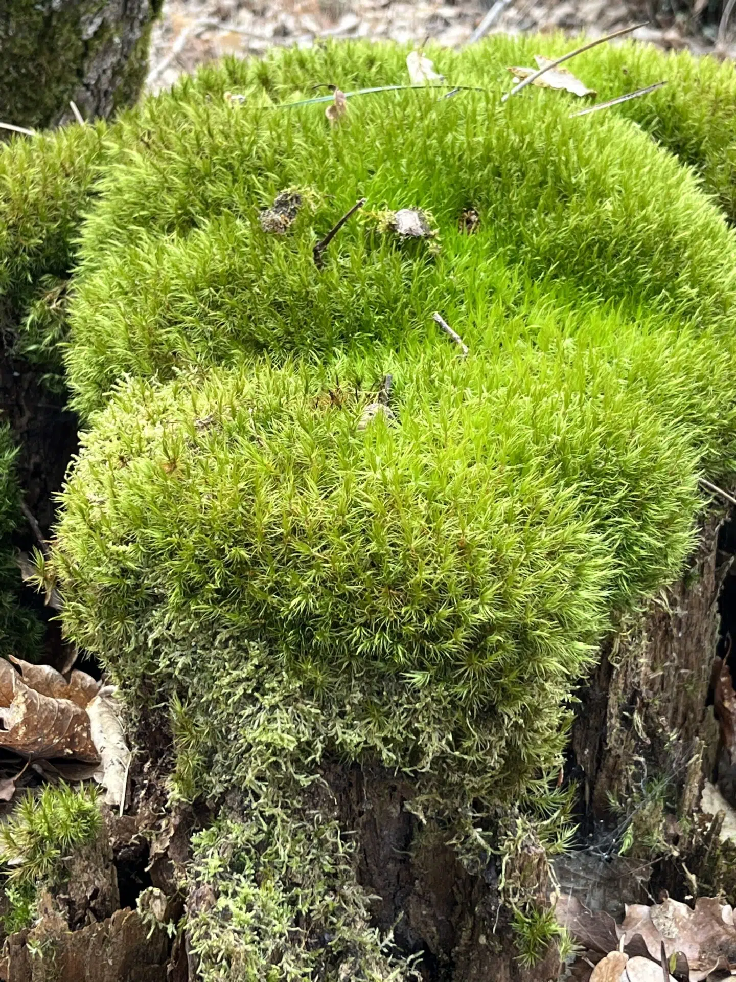 forêt climat - îlot de sénescence