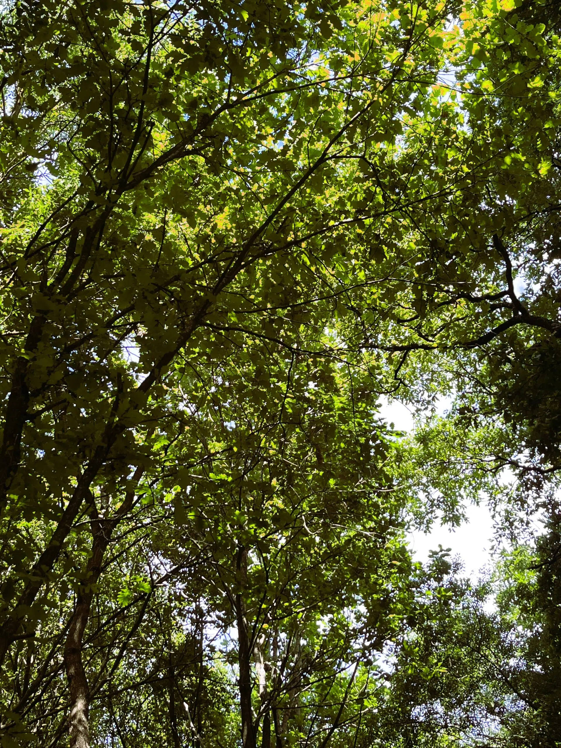 Forêts Climat