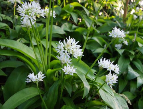 Les plantes méconnues des sous-bois : richesses de la biodiversité