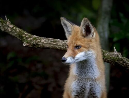 Les animaux actifs la nuit : découvrir la faune nocturne des forêts